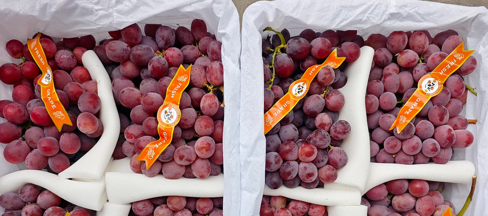 China Premium Fresh iidiliya Supplier