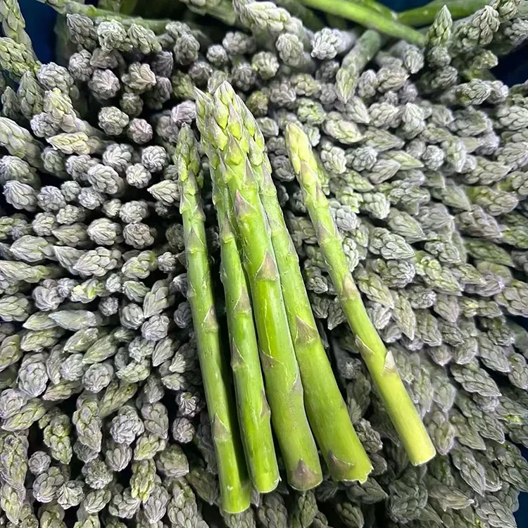 I-Asparagus eKhethiweyo eQinisiweyo eNcinciweyo yoKutya okuNgqongileyo kunye neSibonelelo seSithako