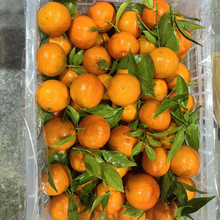 IMashui Mandarin entsha