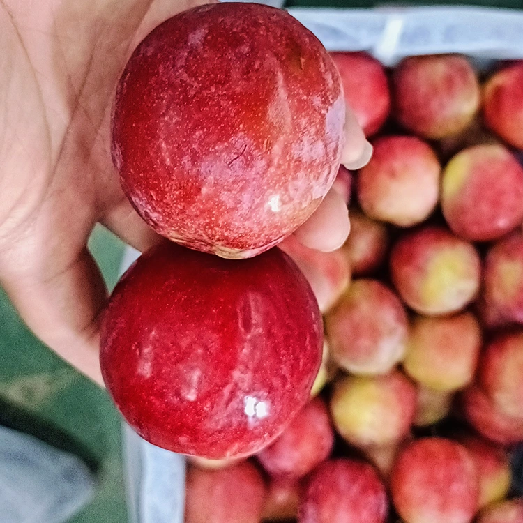 Fresh Sweet Ebomvu Meiyi Plum
