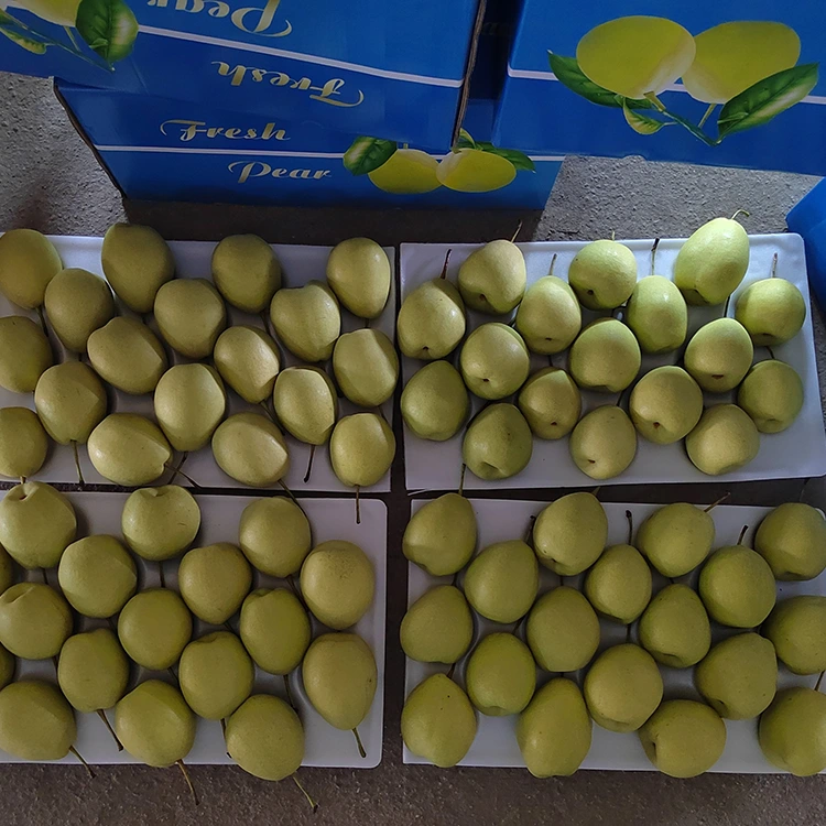 Ngokwendalo Sweet Shandong Pears
