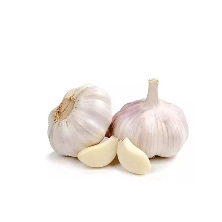 Ifemu yePremium kunye ne-Plump Normal White Garlic
