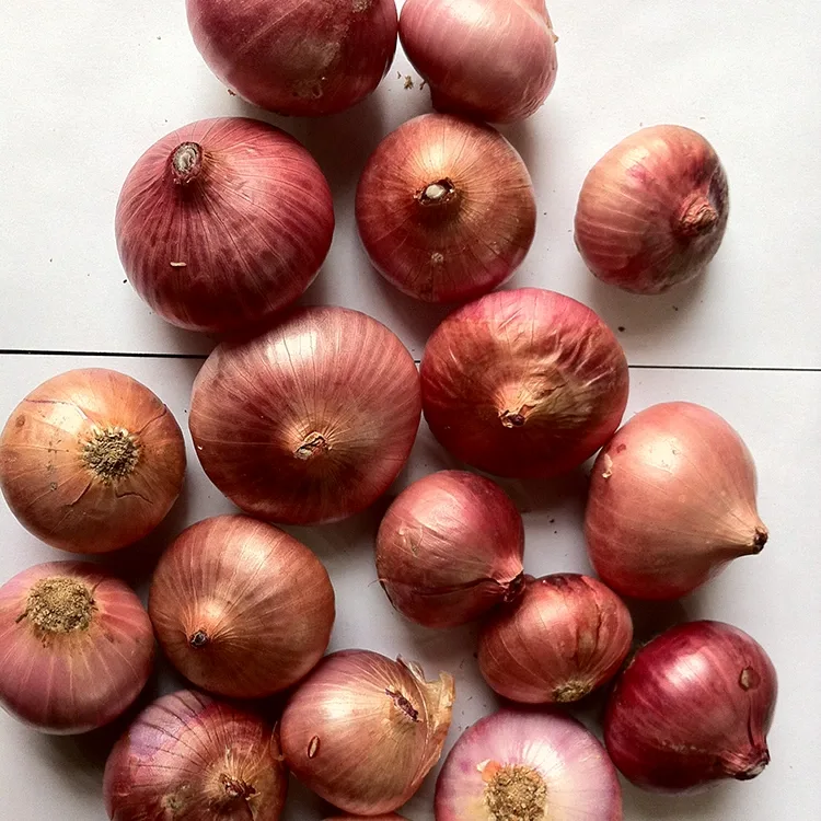 Premium Fresh Red Itswele