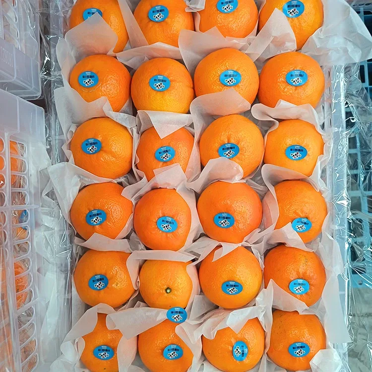 Premium Fresh Wogan Mandarins Sweet