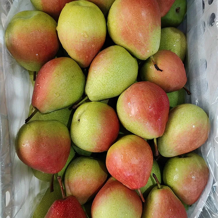 Premium Hand-Picked Eye-Catching Eye-Business-Red July Red Pear